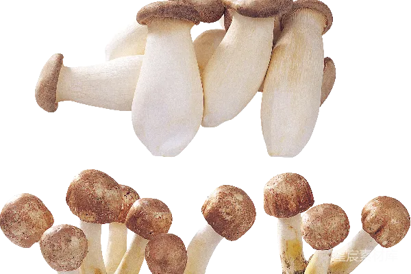元素素材 蘑菇