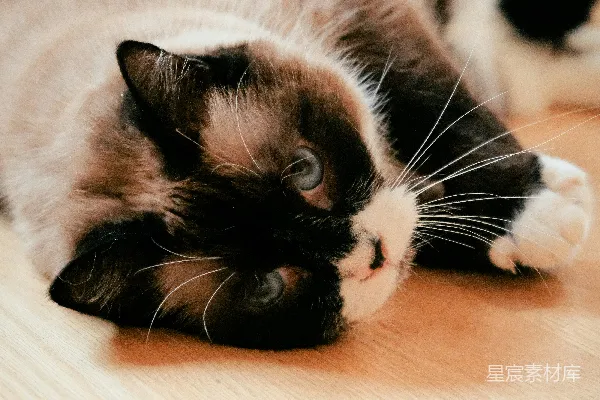 高清摄影 一只毛茸茸的猫在木质地板上休息。