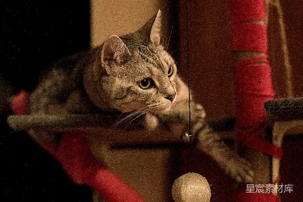高清摄影 一只虎斑猫正专注地从一个红色的猫树上观看。