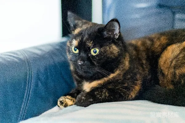 高清摄影 一只玳瑁猫躺在蓝色沙发上。