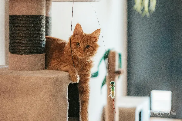 高清摄影 一只橙色的猫躺在多层猫爬架上休息。