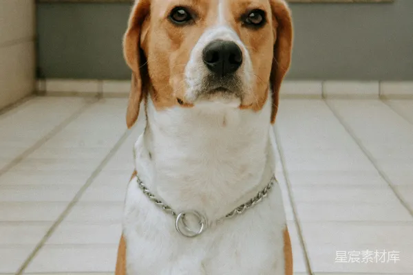 高清摄影 一只戴着银色项圈的比格犬正坐得端端正正。