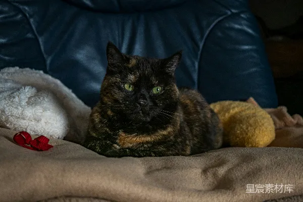 高清摄影 一只玳瑁猫趴在毯子上。