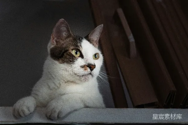 高清摄影 一只白棕相间的猫从架子上探出头来。