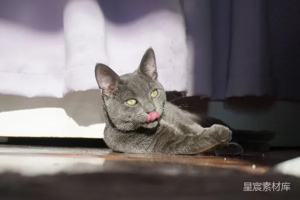 高清摄影 一只灰色的猫舔着它的鼻子，绿色的眼睛闪烁着。