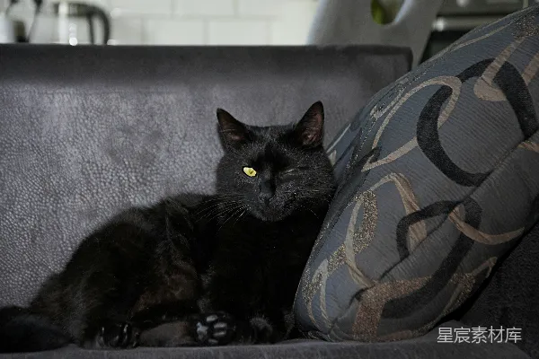 高清摄影 一只单眼的黑猫躺在沙发上。
