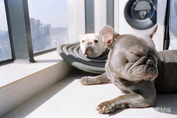 高清摄影 两只法国斗牛犬在窗边休息