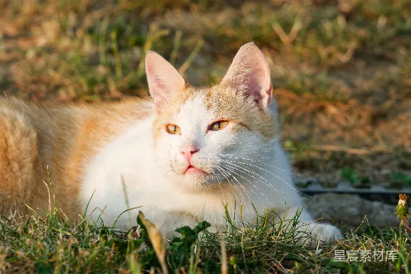 高清摄影 一只橙白相间的猫在阳光照耀的绿草地上休息。