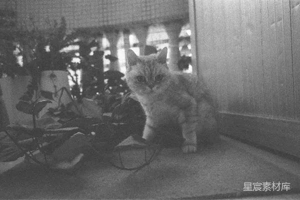 高清摄影 一只姜黄色的猫坐在植物附近的垫子上。