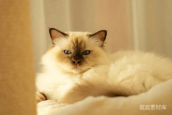 高清摄影 一只蓬松的猫咪正趴在柔软的床上。