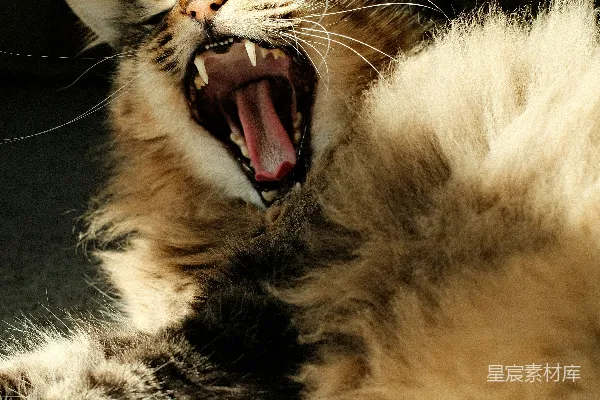 高清摄影 一只毛茸茸的猫张大了嘴打了个哈欠，露出尖锐的牙齿。