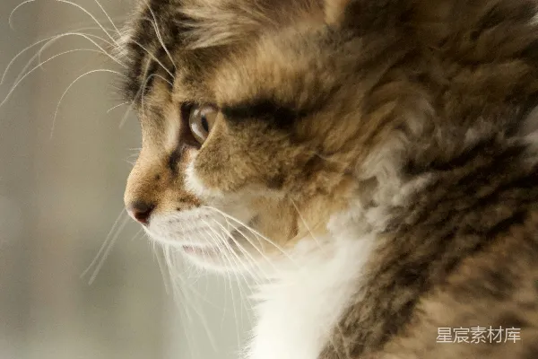 高清摄影 一只胸部是白色的虎斑小猫朝左看。