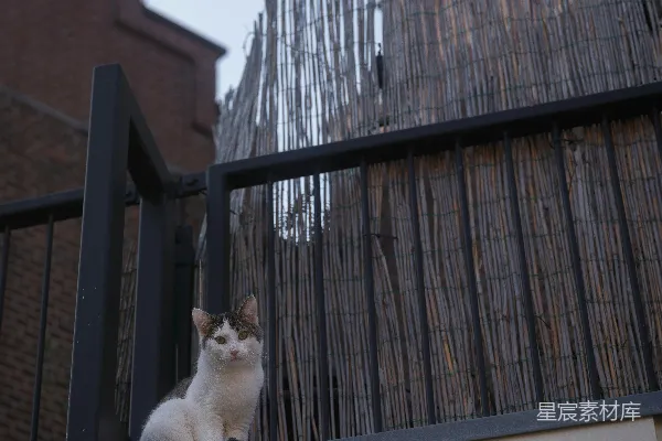 高清摄影 一只白棕色的猫坐在阳台上栏杆上。