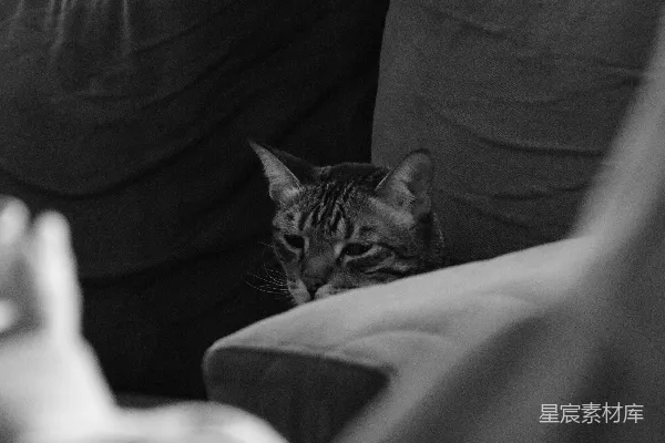 高清摄影 一只黑白相间的猫从沙发后面探出头来。