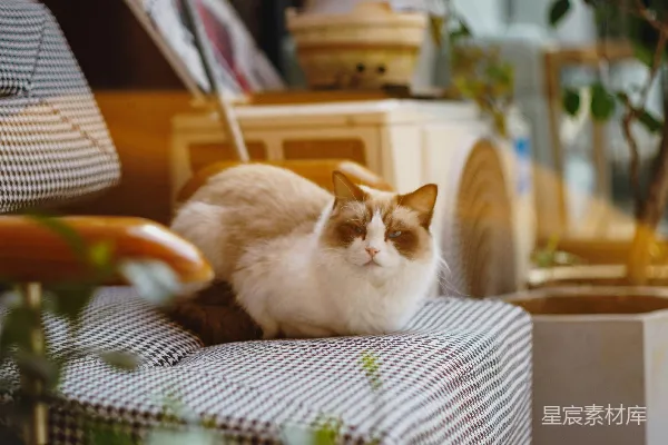 高清摄影 一只毛茸茸的猫趴在条纹椅上。