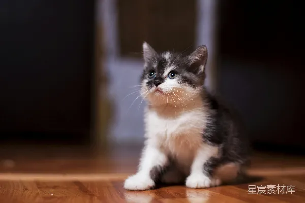 高清摄影 一只小猫坐在闪闪发光的木地板上。