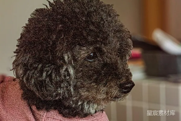 高清摄影 一只穿着粉色衬衫的小博美犬。