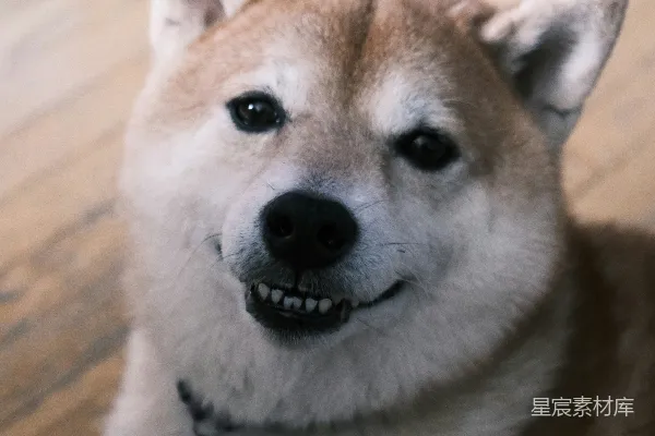 高清摄影 一只柴犬在室内对着镜头微笑。