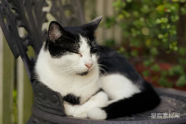 高清摄影 一只黑白相间的猫正坐在椅子上休息。