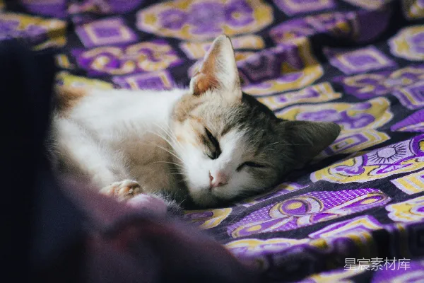 高清摄影 一只花猫在有图案的毯子上睡觉。