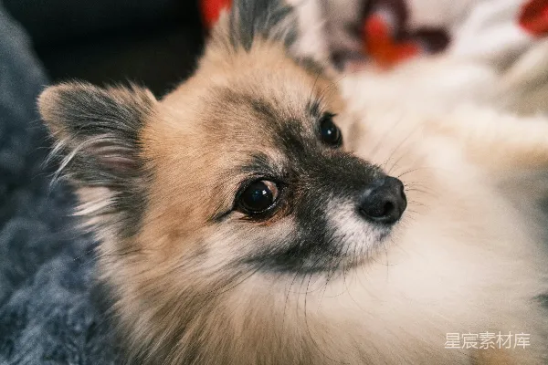 高清摄影 一只毛茸茸的博美犬，眼睛表情丰富。