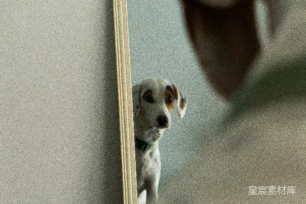 高清摄影 达尔马提亚犬看着镜子中的自己。