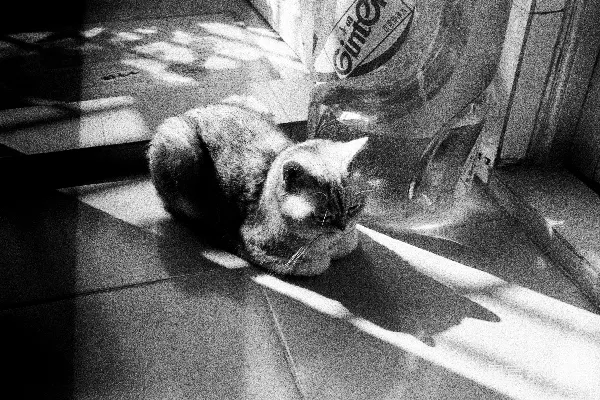 高清摄影 黑白色的猫咪躺在阳光的光束中，地板上。