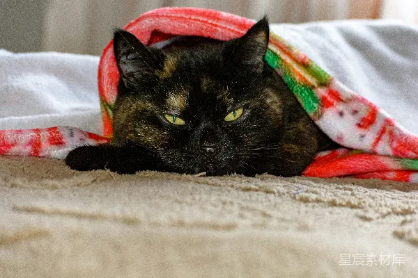 高清摄影 一只玳瑁色的猫被裹在一条五颜六色的毯子里。