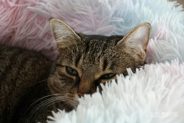 高清摄影 一只花猫从毛茸茸的淡色床上探出头来。