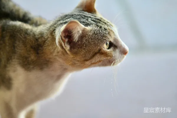 高清摄影 一只虎斑猫正看向一侧。