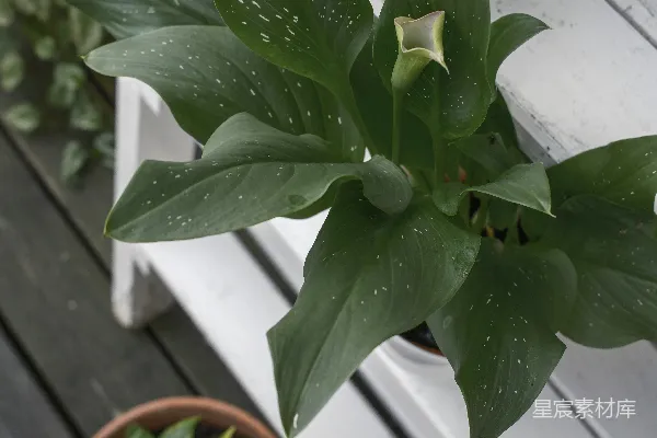 高清摄影 盆栽植物放在长凳上。