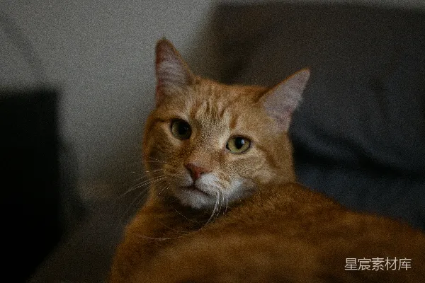 高清摄影 一只橘色虎斑猫躺在沙发上。