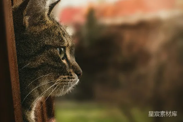 高清摄影 一只虎斑猫正透过窗户向外看。