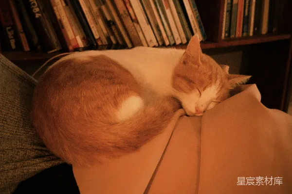 高清摄影 一只橙白相间的猫趴在人的膝盖上睡觉。
