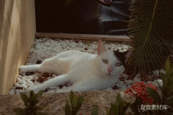 高清摄影 一只白色猫咪，头部为黑色，正趴在户外的白色石头上休息。