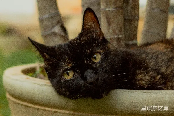 高清摄影 一只玳瑁猫正躺在一个大花盆里。