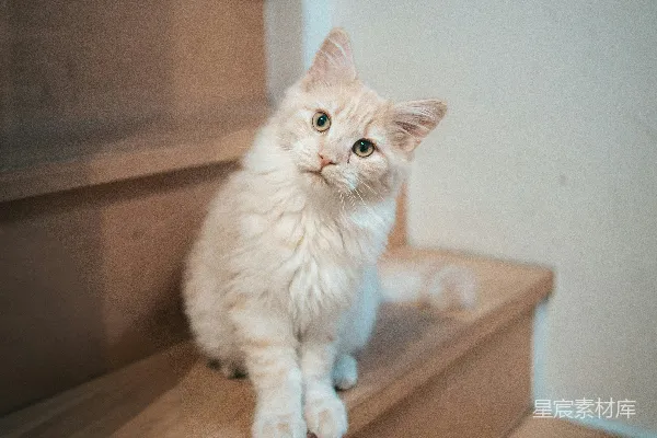 高清摄影 一只毛茸茸的奶油色小猫坐在木制楼梯上。