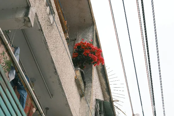 高清摄影 红花在一座老建筑的阳台上盛开。
