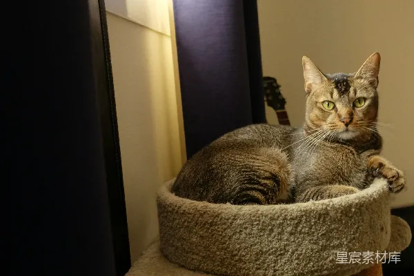 高清摄影 一只虎斑猫蜷缩在蓬松的猫床上休息。