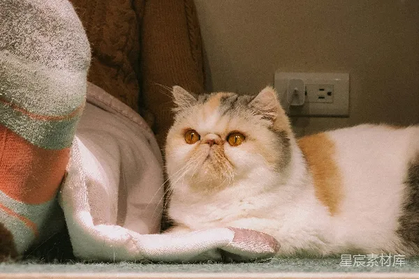 高清摄影 一只橙色眼睛的毛茸茸的猫靠在一个人的旁边。