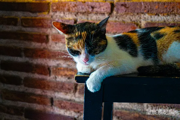 高清摄影 一只花猫躺在深色的地面上。