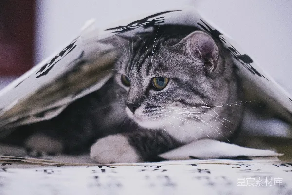 高清摄影 一只花猫从纸张下面探出头来。