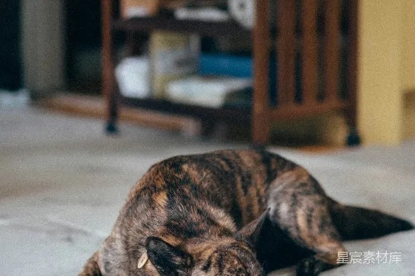高清摄影 一只虎斑犬躺在铺有瓷砖的地面上。