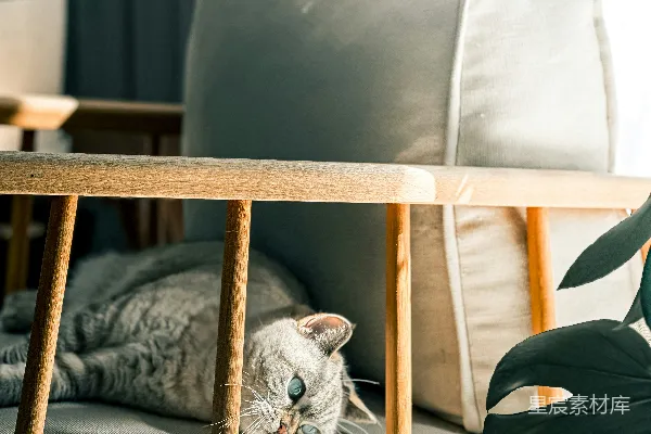 高清摄影 一只灰色的猫在阳光下坐在椅子上休息。