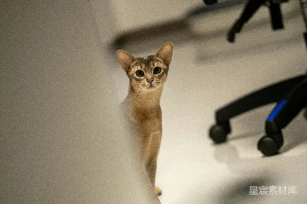 高清摄影 一只好奇的亚比西尼亚猫从白色表面后探头。