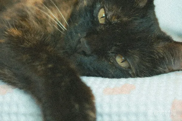 高清摄影 一只暗色的玳瑁猫躺在图案床单上。