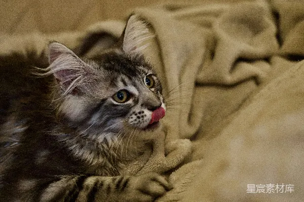 高清摄影 一只毛茸茸的虎斑猫正趴在米色沙发上舔着鼻子。