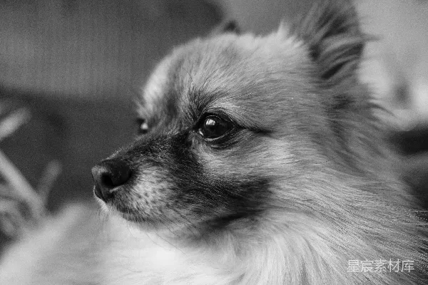 高清摄影 一只蓬松的博美犬在近距离侧面特写。
