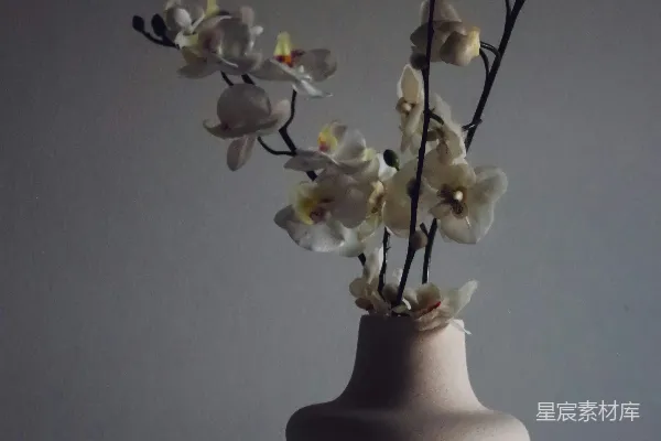 高清摄影 白兰花在白色陶瓷花瓶中