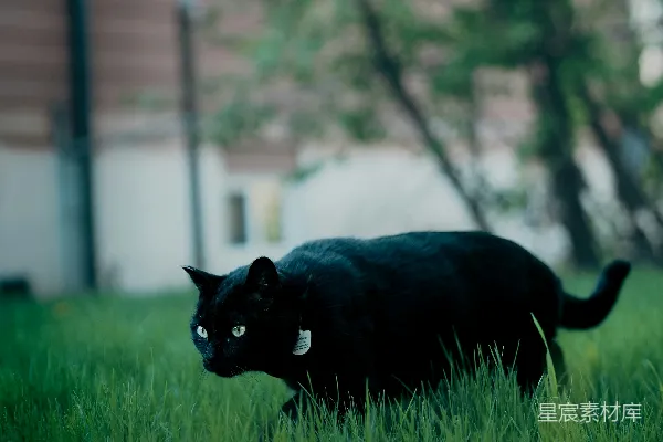 高清摄影 一只眼睛明亮的黑猫在绿草地上行走。